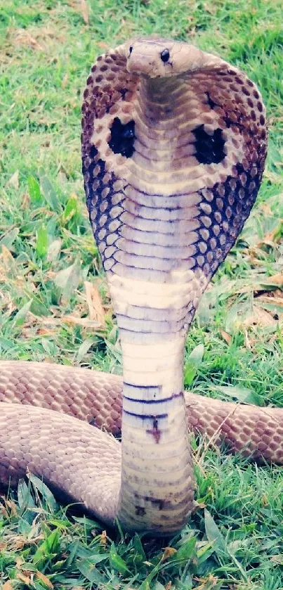 Cobra poised elegantly on green grass wallpaper