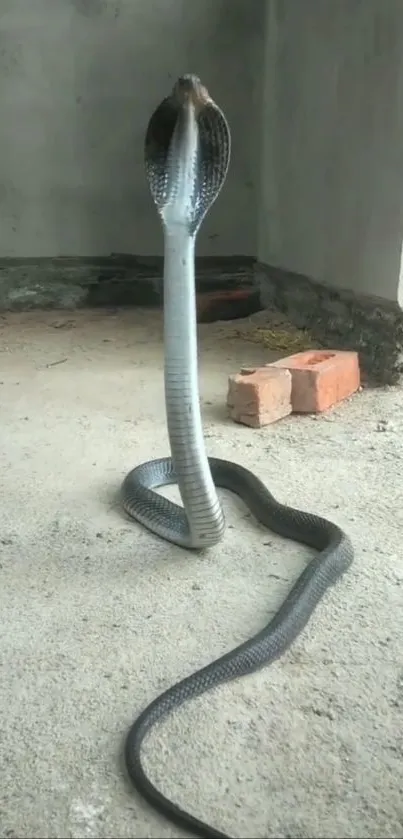 Majestic cobra rising in an urban setting.