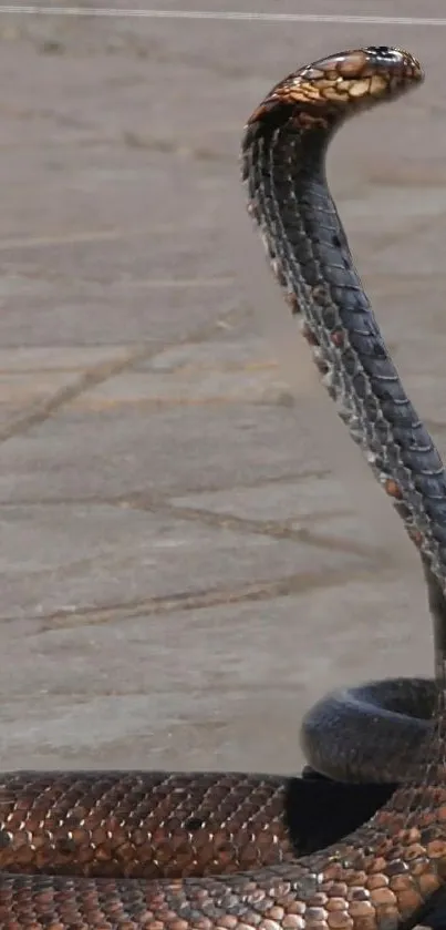 Close-up of a cobra with detailed scales on a mobile wallpaper background.