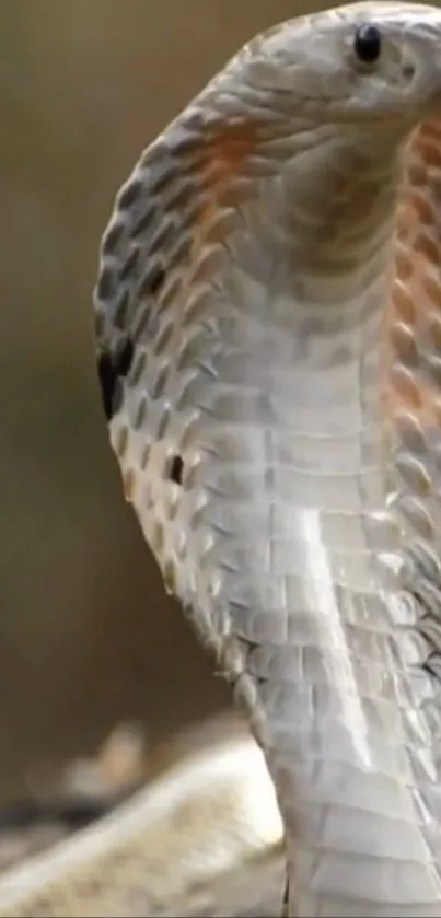 Close-up of a cobra with expanded hood in natural setting.