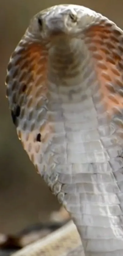 Close-up of a majestic cobra displaying its hood in natural habitat.