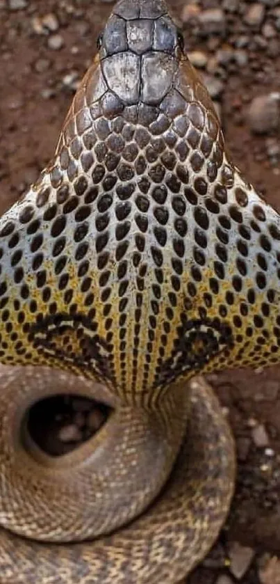 A detailed close-up of a cobra showing its intricate patterns and scales.