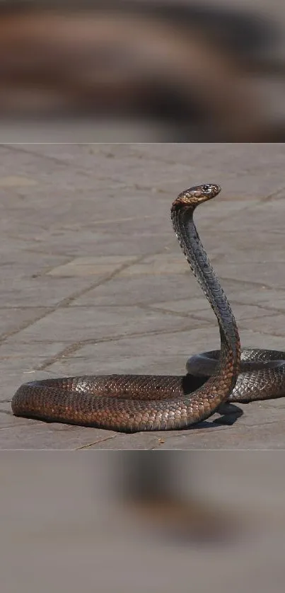 Cobra poised on a sunlit stone surface.