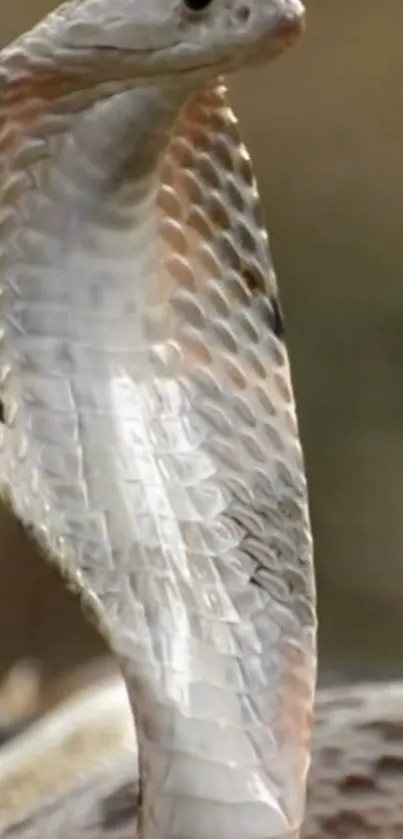 Close-up of a majestic cobra with detailed scales.