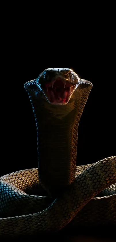 Majestic cobra illuminated against a black background in high detail.