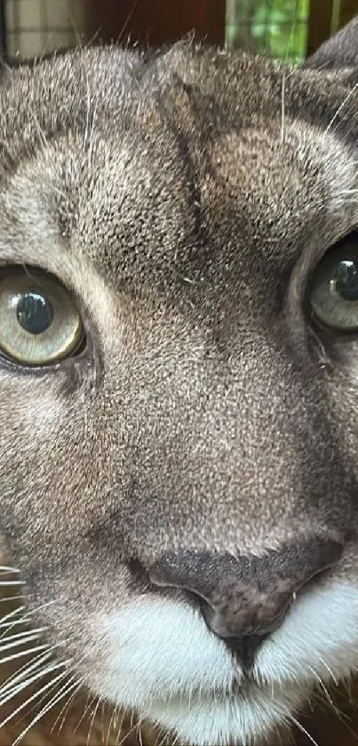 Close-up of a puma's captivating gaze.