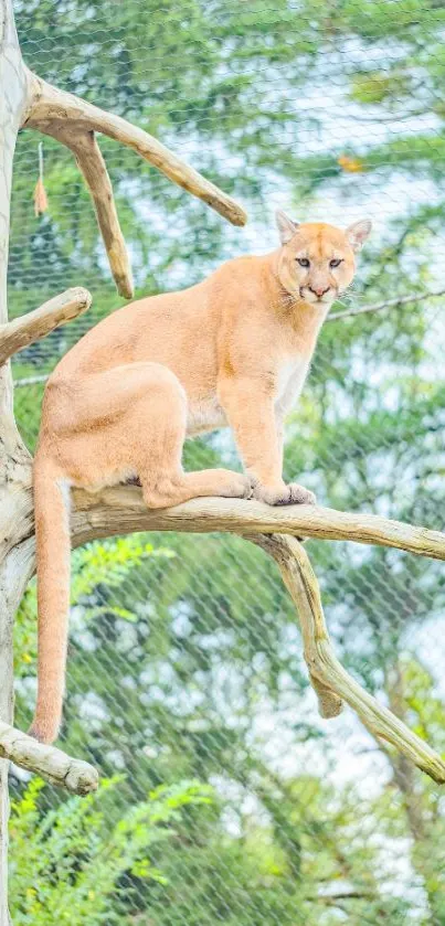 Majestic cougar resting on a tree branch in a forest setting.