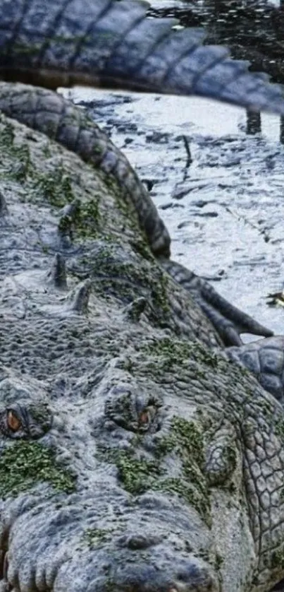 Close-up of crocodile in swamp