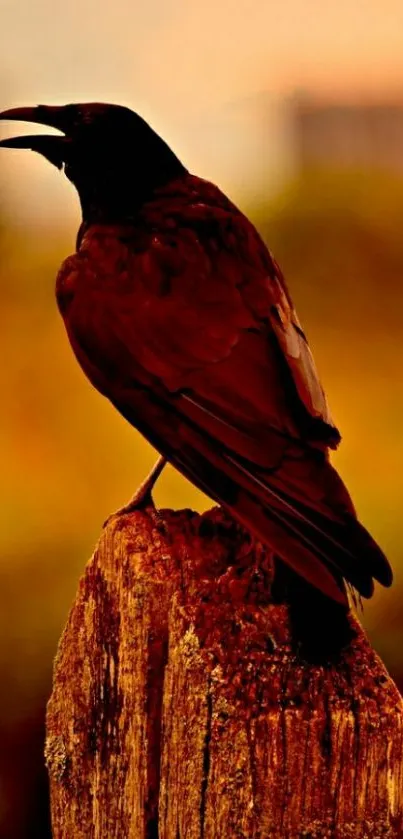 Crow perched on a branch against a sunset backdrop.