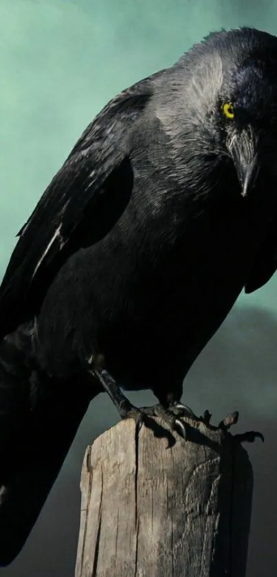 Majestic crow perched on a wooden post with cloud backdrop.