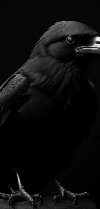 Majestic black crow on dark background mobile wallpaper.