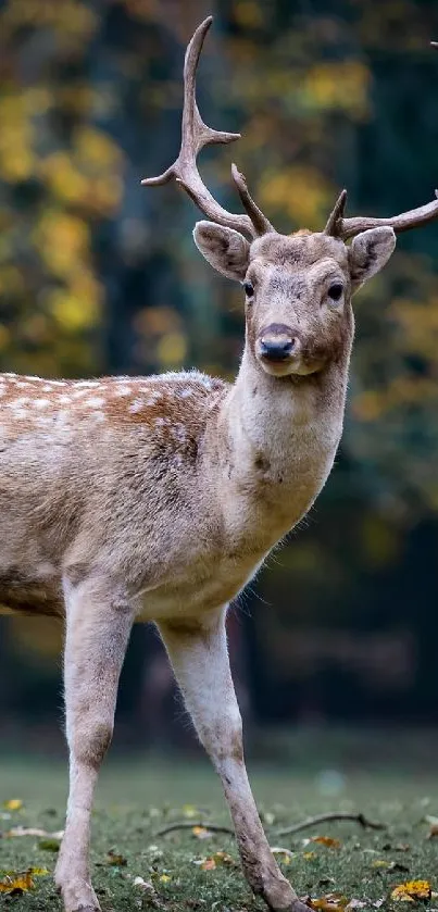 Majestic deer standing in an autumn forest scene with golden foliage.