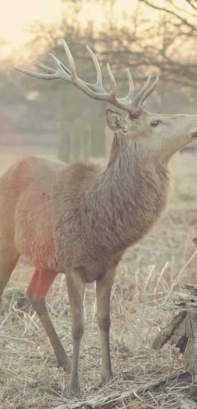 Majestic deer standing in a serene forest backdrop.