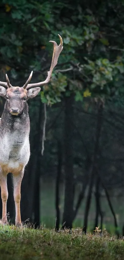 Majestic deer standing in lush forest.