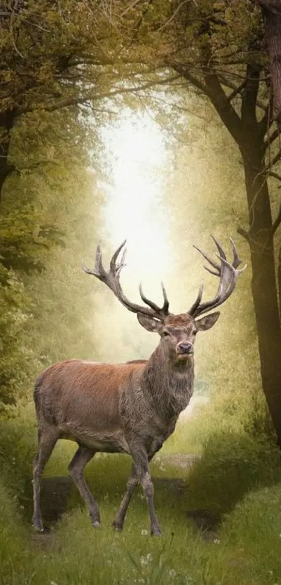 Majestic deer in sunlit forest path, perfect for mobile wallpaper.