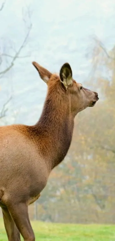 Deer standing in a serene autumn landscape, showcasing natural beauty.