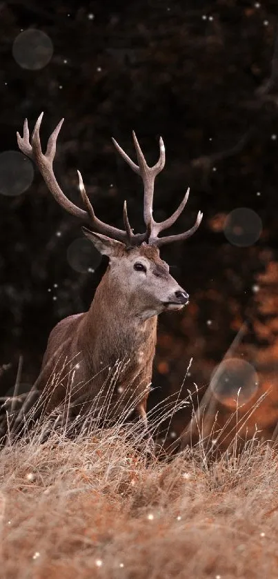 Majestic deer standing in an autumn field with bokeh lights.