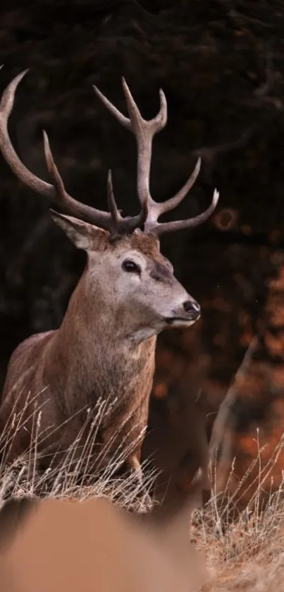 Majestic deer stands in an autumn forest, surrounded by tall grass.