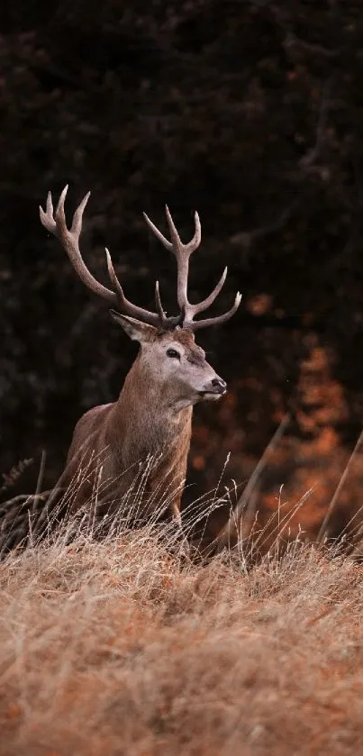 Majestic deer with antlers in a serene autumn field, perfect for nature lovers.