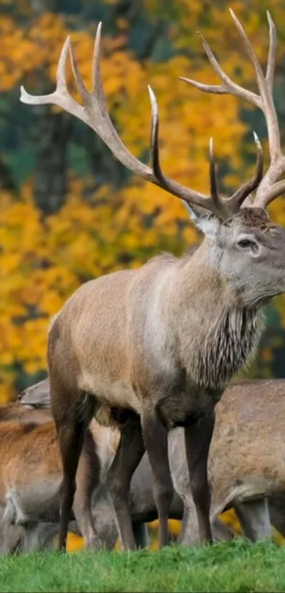 Majestic deer standing in vibrant autumn forest.