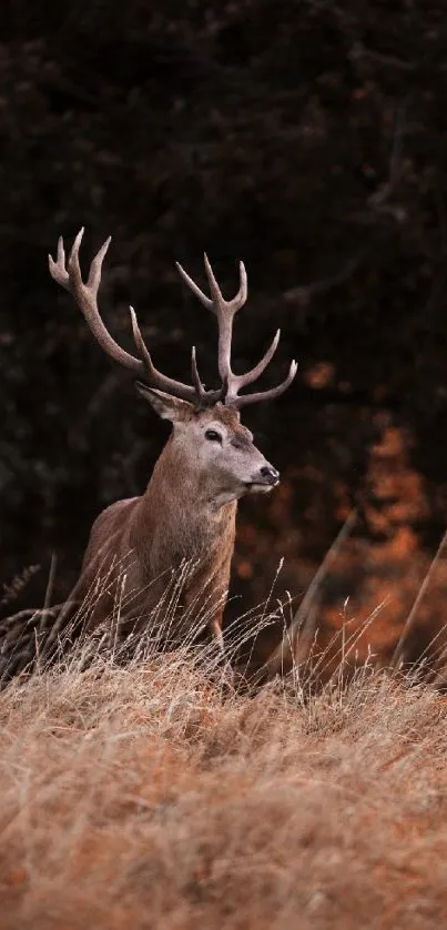 Majestic deer with antlers in autumn forest wallpaper.