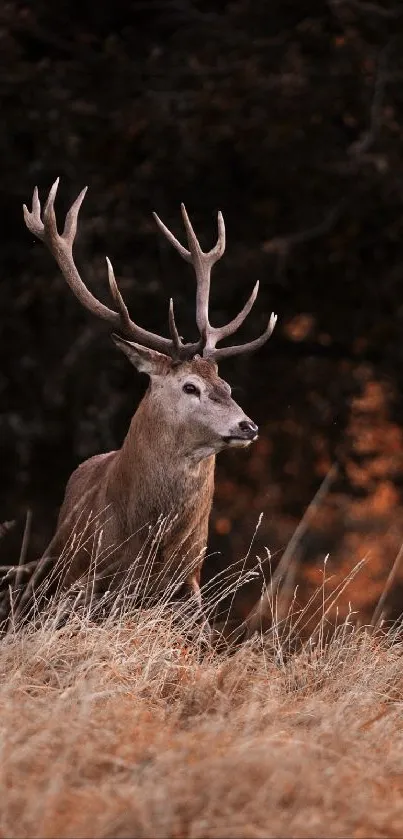 Majestic deer with antlers in a brown autumn forest setting.