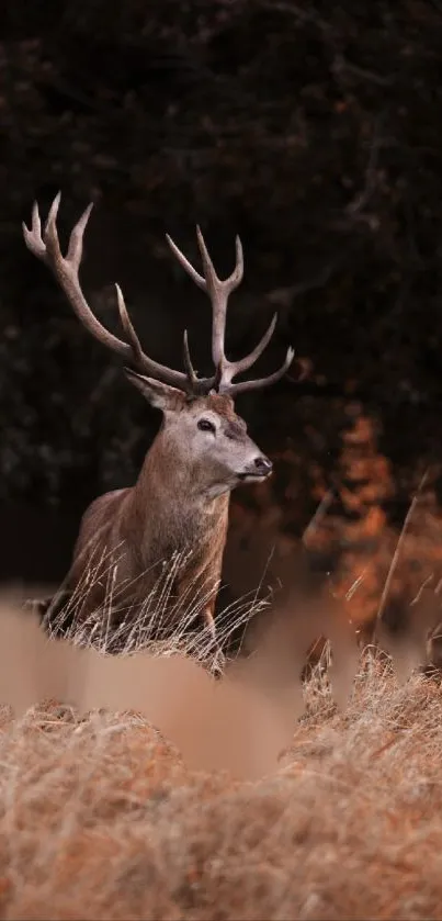 Majestic deer standing in an autumn forest, surrounded by brown tones.