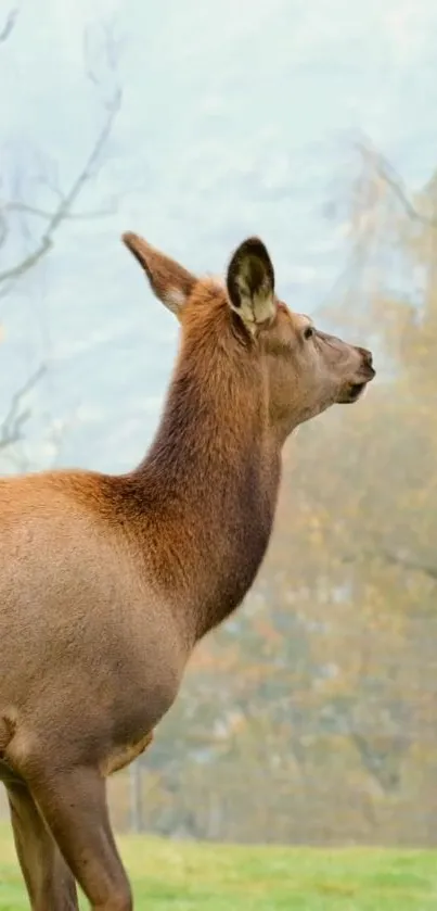 A majestic deer standing in a serene autumn landscape with colorful foliage.