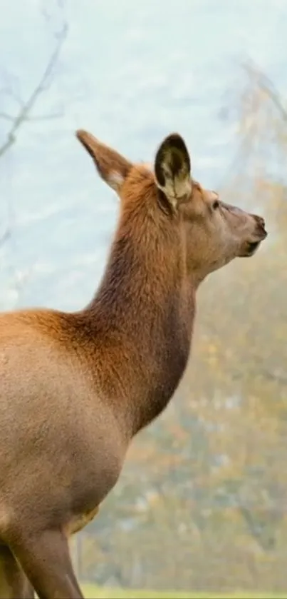 Majestic deer in serene autumn setting with soft colors and gentle light.