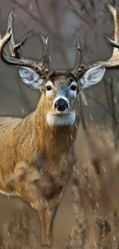 Majestic deer standing in an autumn forest scene.