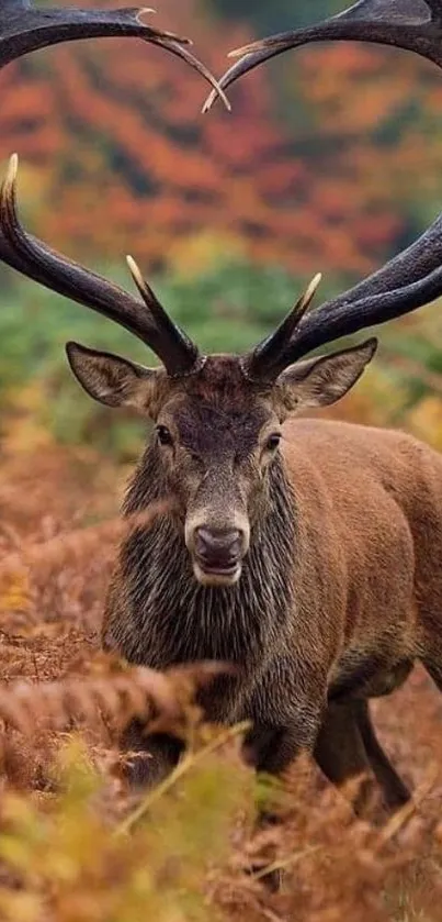 Majestic deer with heart antlers in a vibrant autumn forest.