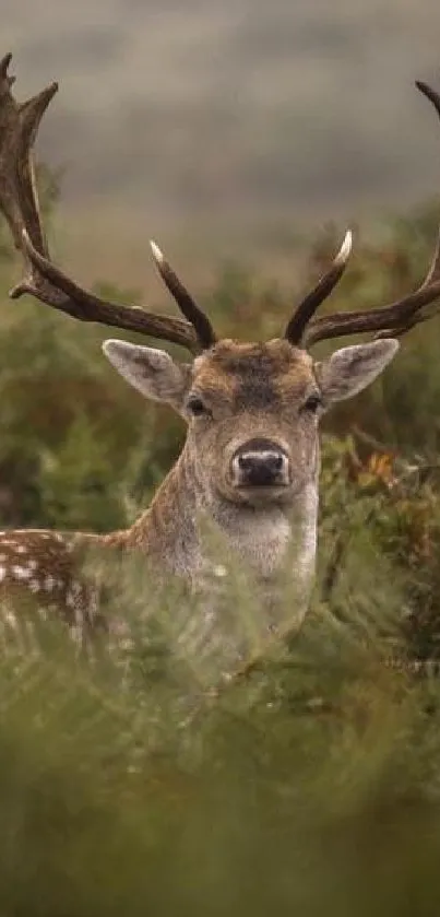 Majestic deer standing in a green forest, surrounded by lush foliage.