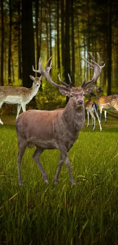 Majestic deer standing in lush green forest.