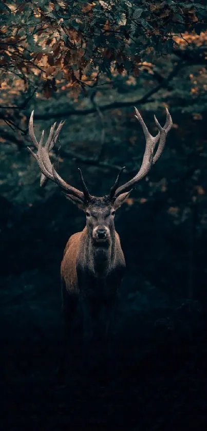 Majestic deer with large antlers in a dark forest setting mobile wallpaper.