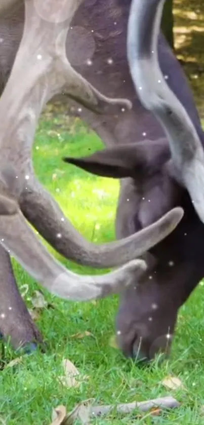 Majestic deer grazing in serene forest with twinkling details.