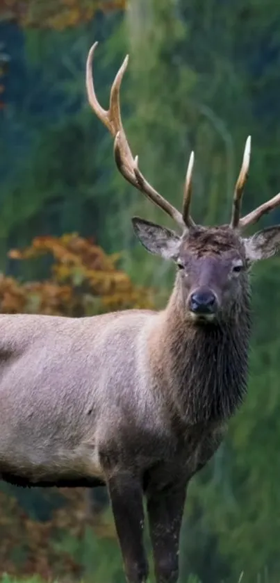 Majestic deer standing in lush green forest.