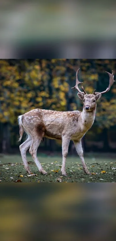 Majestic deer standing in a lush forest setting, perfect for mobile wallpaper.