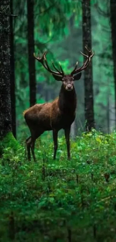 Majestic deer standing in a lush forest.