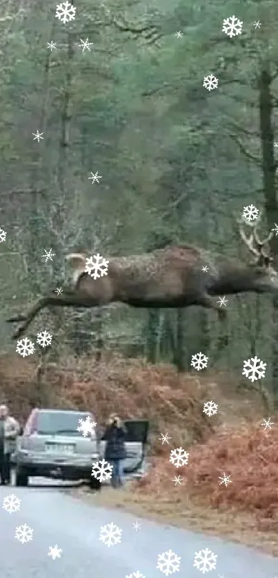 Deer leaps over forest road, creating a breathtaking natural scene.