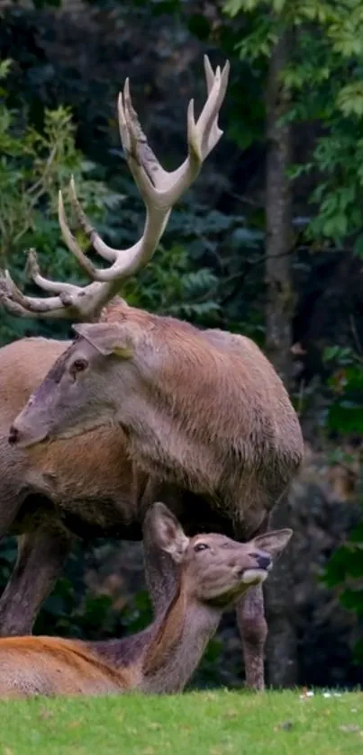 Majestic deer pair in lush green forest setting.