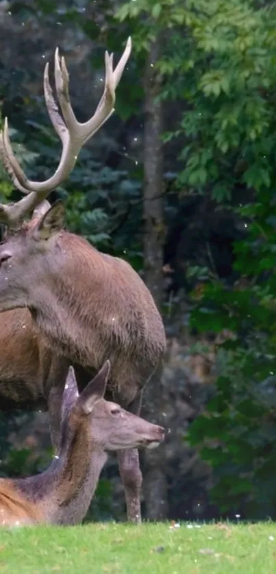 Majestic deer standing in a lush green forest scenery.