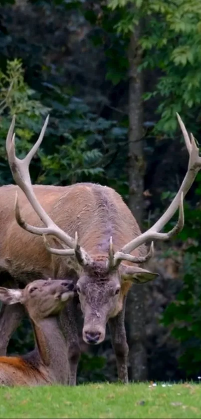 Two deer in a lush green forest, peaceful scene.