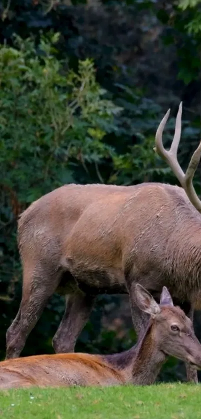 Two deer in a lush green forest landscape.