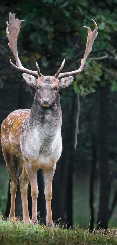 Majestic deer standing in lush forest with antlers visible.