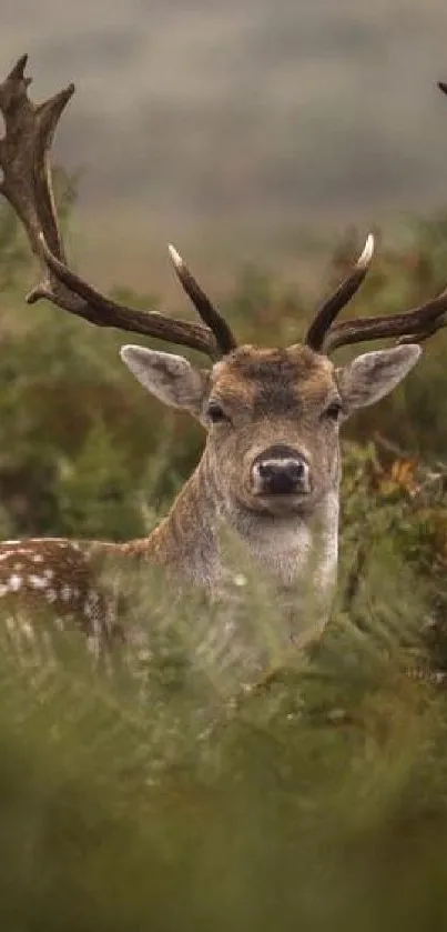 Majestic deer standing in lush green forest scenery.