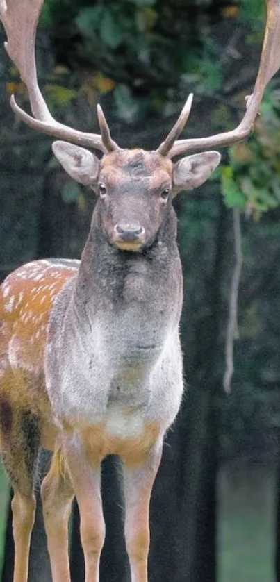 Majestic deer standing gracefully in a lush green forest, exuding natural beauty.