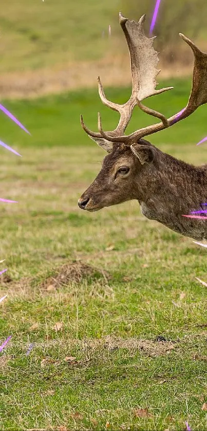 Majestic deer walking in a vibrant green meadow.