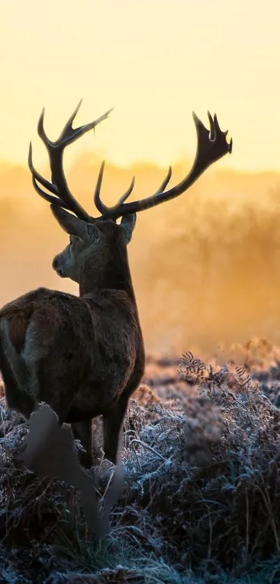 Majestic deer silhouetted against a glowing sunrise.