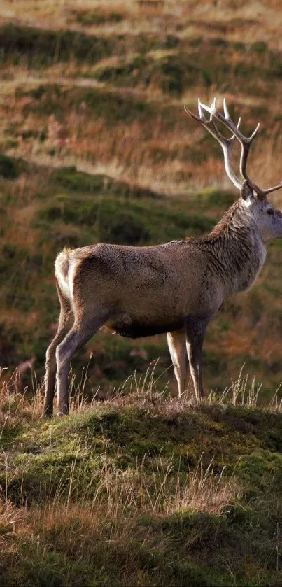 Majestic deer standing on lush green hills in natural setting.