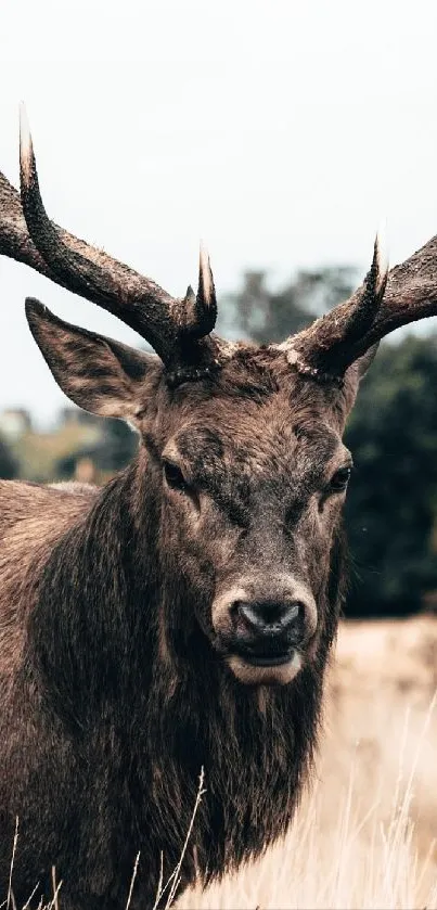 Majestic deer in forest setting wallpaper.